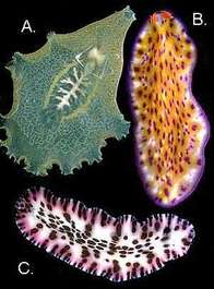 Platyhelminthes - CIRCULATORY SYSTEM